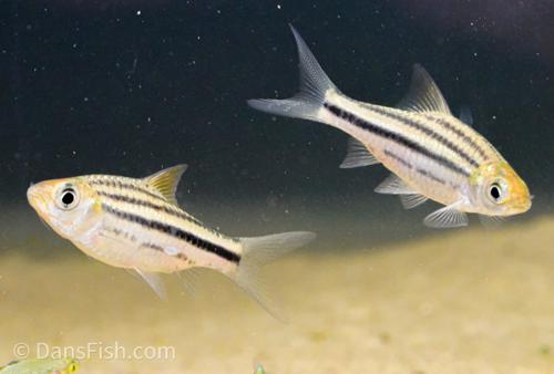 Striped Barb