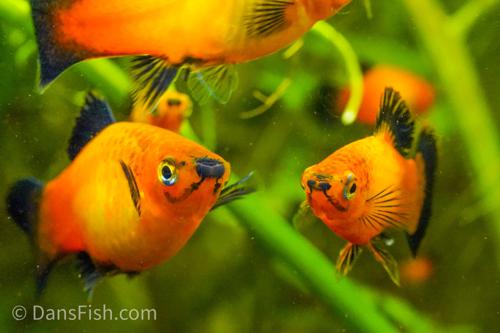 Sunset Wag Platy