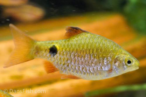 Super Red Rosy Barb