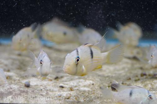 Suriname Red Spot Cichlid