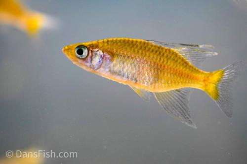 Telmatherina sarasinorum