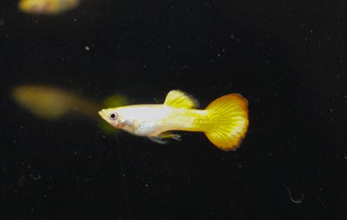Sunset Guppy, Male