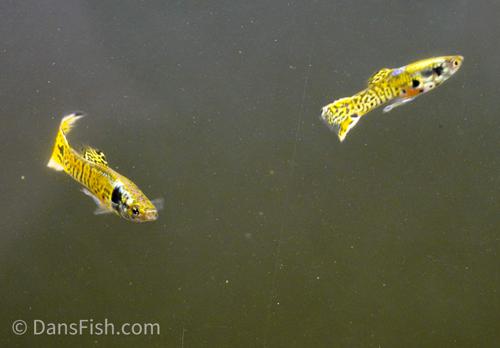 Tiger Guppy, Pair (1M1F)