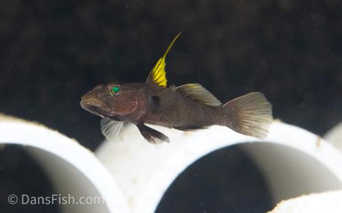 Towuti Yellow High-Fin Goby