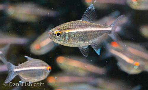 Watermelon Tetra
