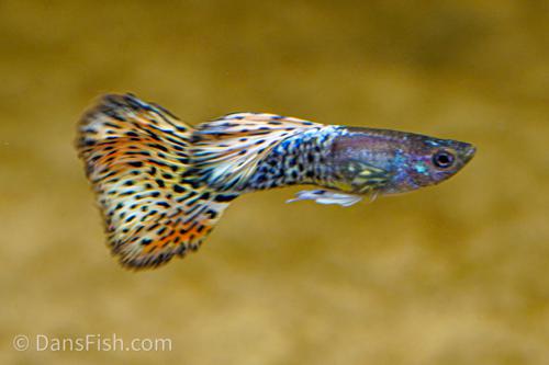 Yellow Metal Mosaic Guppy, Female