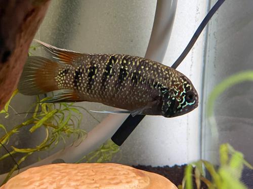 Zebra Acara