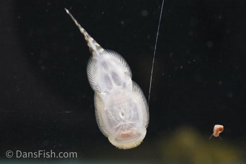 Zebra Hillstream Loach