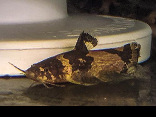South American Bumble Bee Catfish