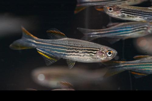 Striped Kyathit Orange Finned Danio