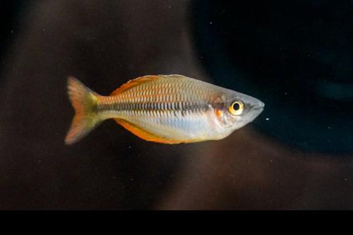 Melanotaenia sp. 'Kali Timbuni'