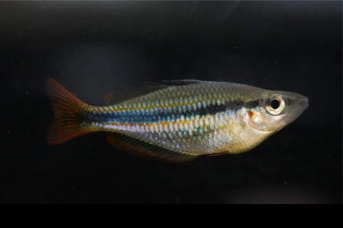 Melanotaenia trifasciata "Blyth River"