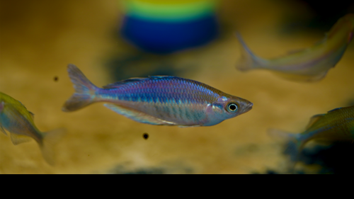 Chilatherina sp. "Kali Awalim"