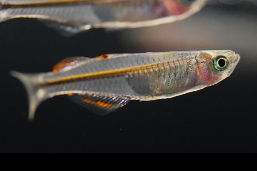Pseudomugil novaeguineae