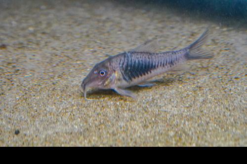 Corydoras CW124