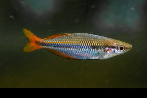 Melanotaenia goldiei "Mayon River at Timika"
