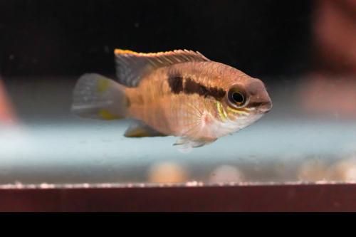 Dwarf Acara