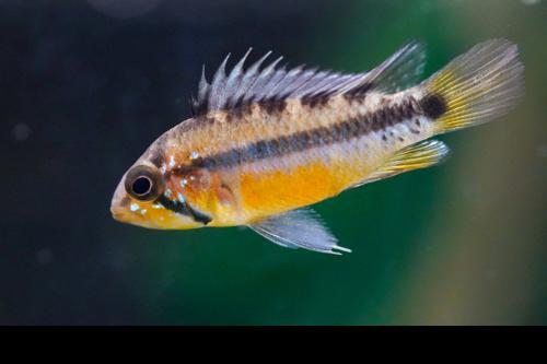 Sunset Apisto