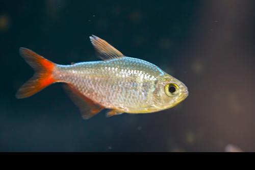 Red Blue Colombian Tetra