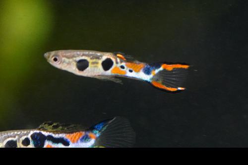 Staeck Endlers, Pair (1M1F)