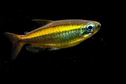 Golden Congo Tetra 'Lefini River'