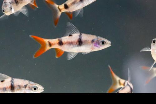 Arulius Barb