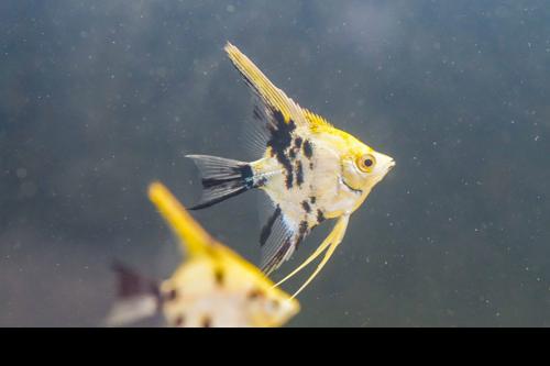 Gold Marble Angelfish
