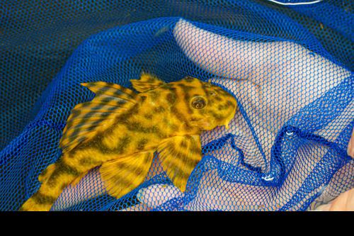 L202 False Leopard Frog Pleco