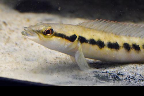 Half-Banded Pike Cichlid