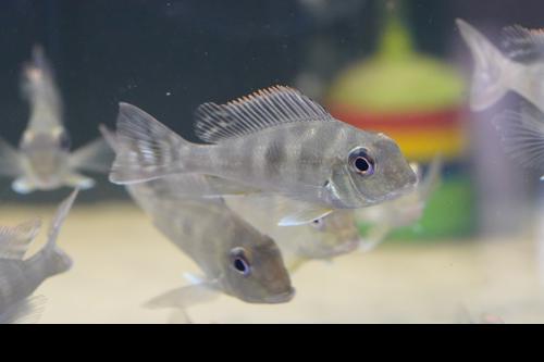 Geophagus megasema