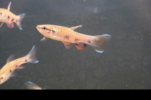 Four Spot Tetra