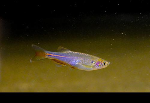 Pearl Danio