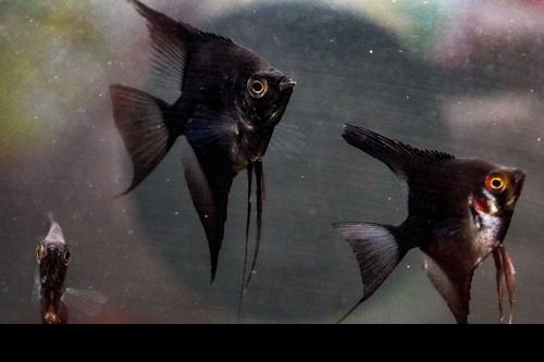 Black Angelfish