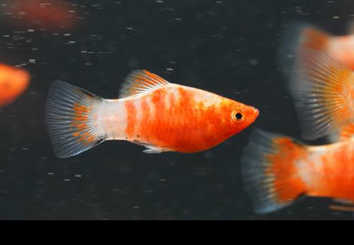 Bleeding Heart Platy -Male, Male