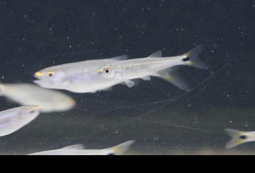 Coppernose Barb