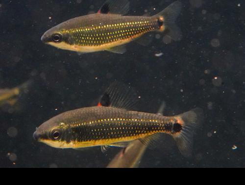 Green Dwarf Distichodus 'Lefini River'