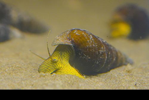 Poso Yellow Rabbit Snail, (3 pack)