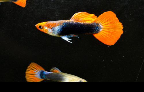 Koi Tuxedo Guppy, Trio (1M2F)