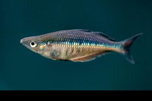 Chilatherina fasciata 'Lake Sentani'
