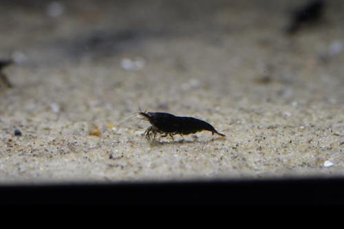 Black Shrimp, (4 pack)