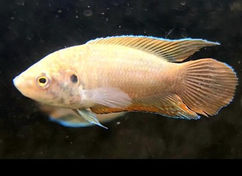 Round Tailed Paradise Gourami