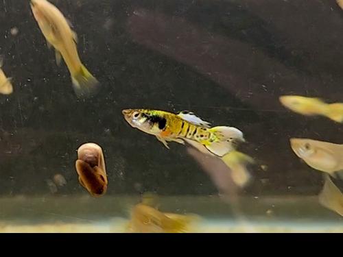 Yellow Jungle Print Endler, Male