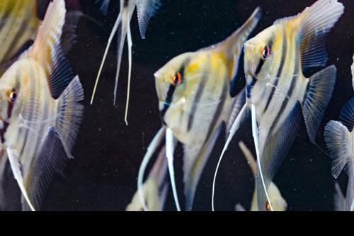 Dantum Angelfish