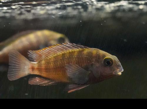 Yellow Banded Tropheus 'Ikola'