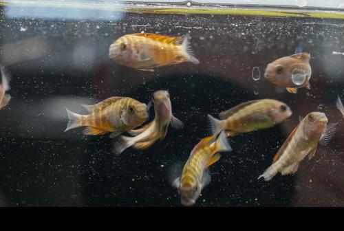 Firecracker Tropheus 'Moliro'