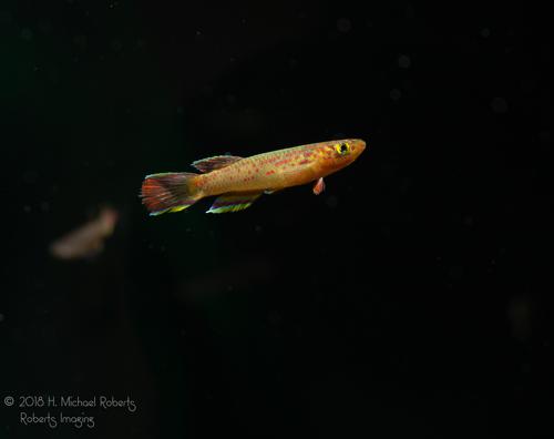 1 Pair Aphyosemion calliurum "Ogun" Killifish