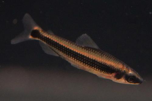 African Pencilfish