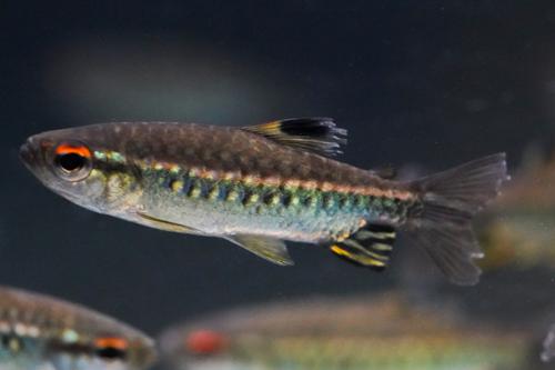 African Red Eye Tetra