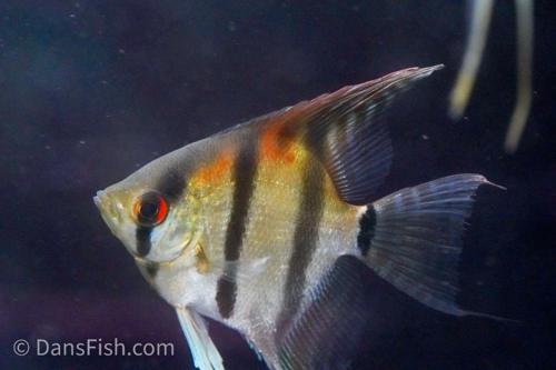 Amapa Red Back Angelfish