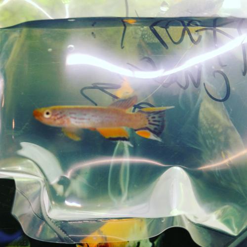 Chocolate Lyretail Killifish, Pair (1M1F)